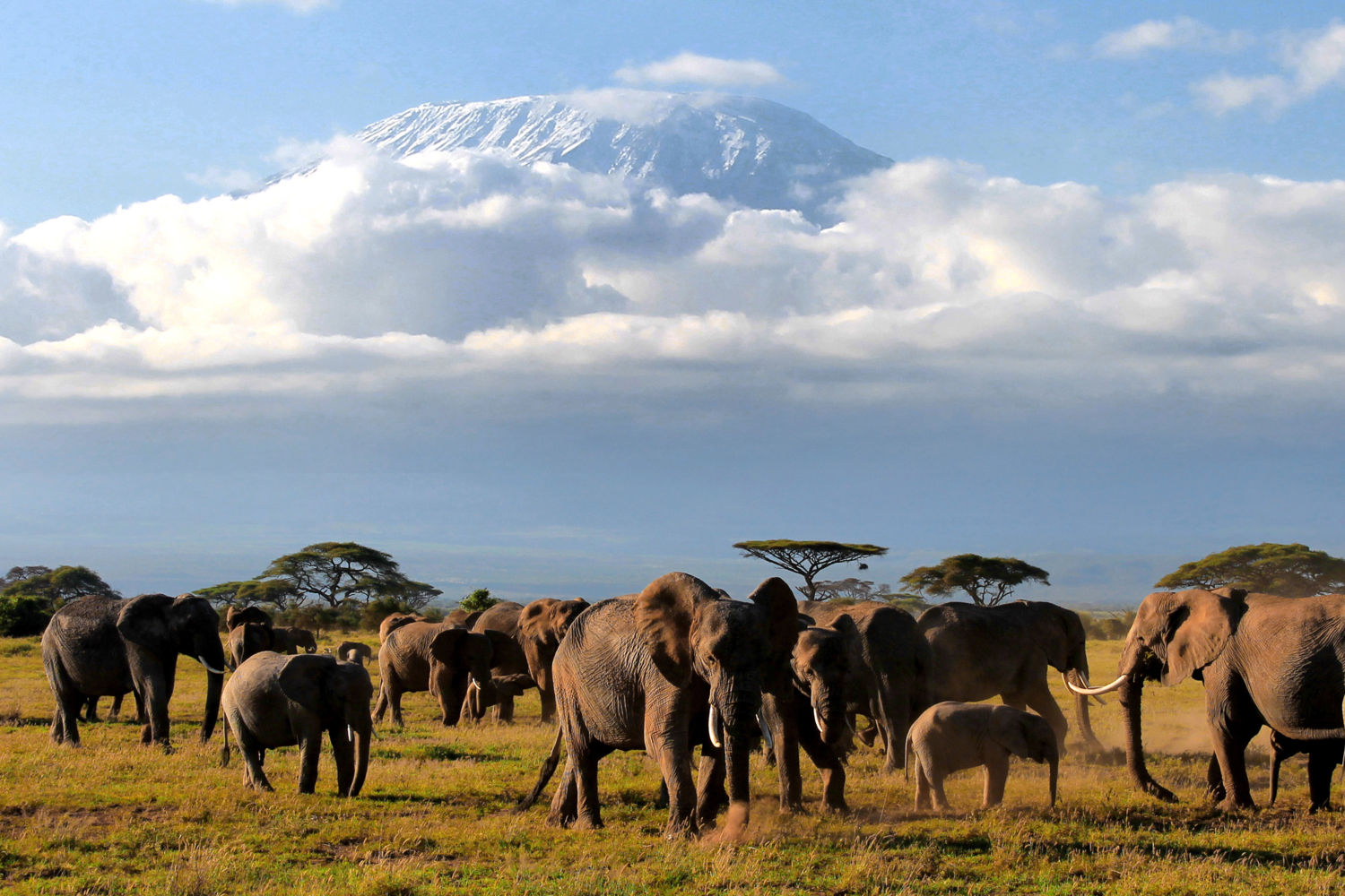Утренние слоны Килиманджаро