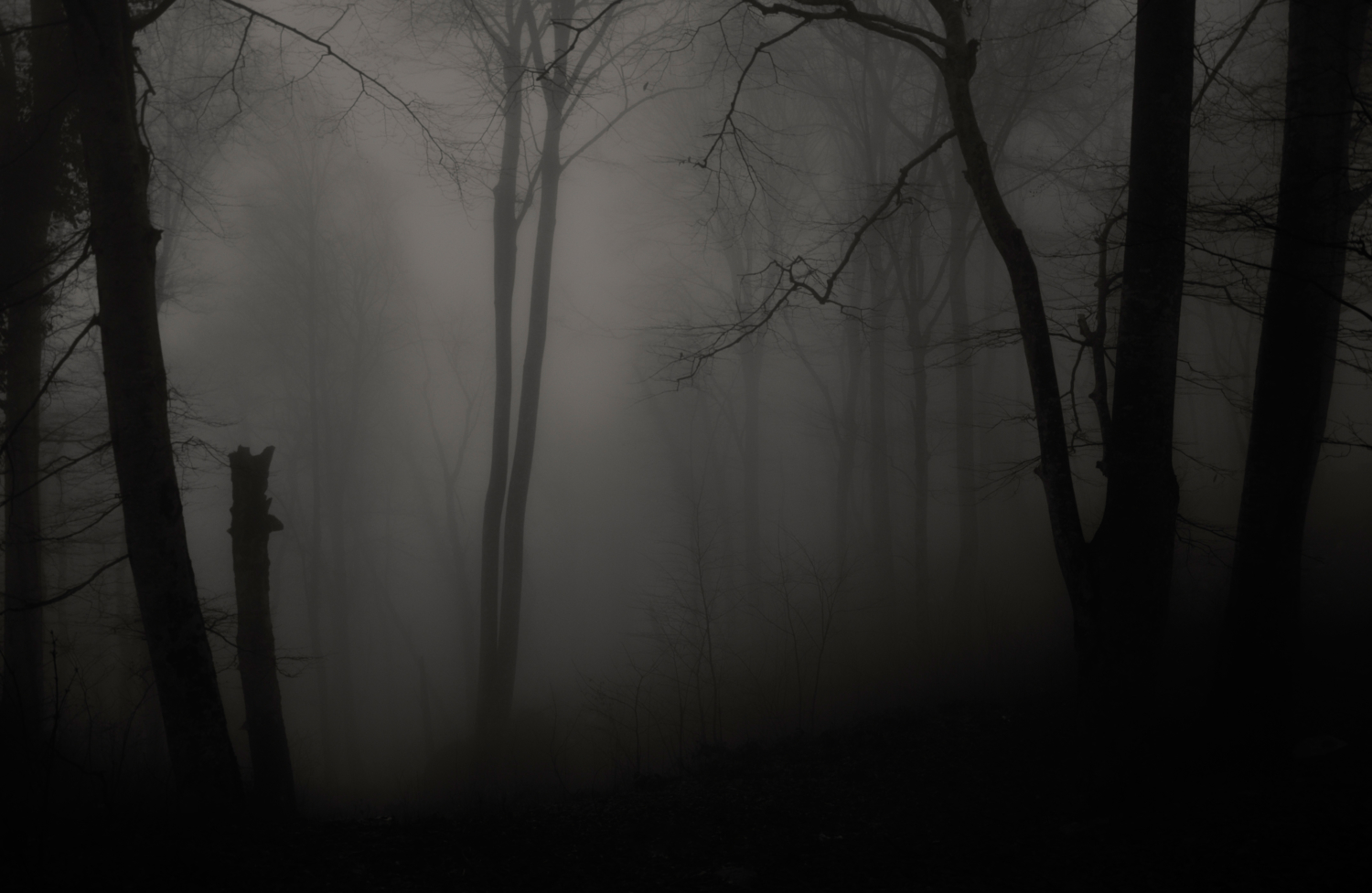 Лесной мрак