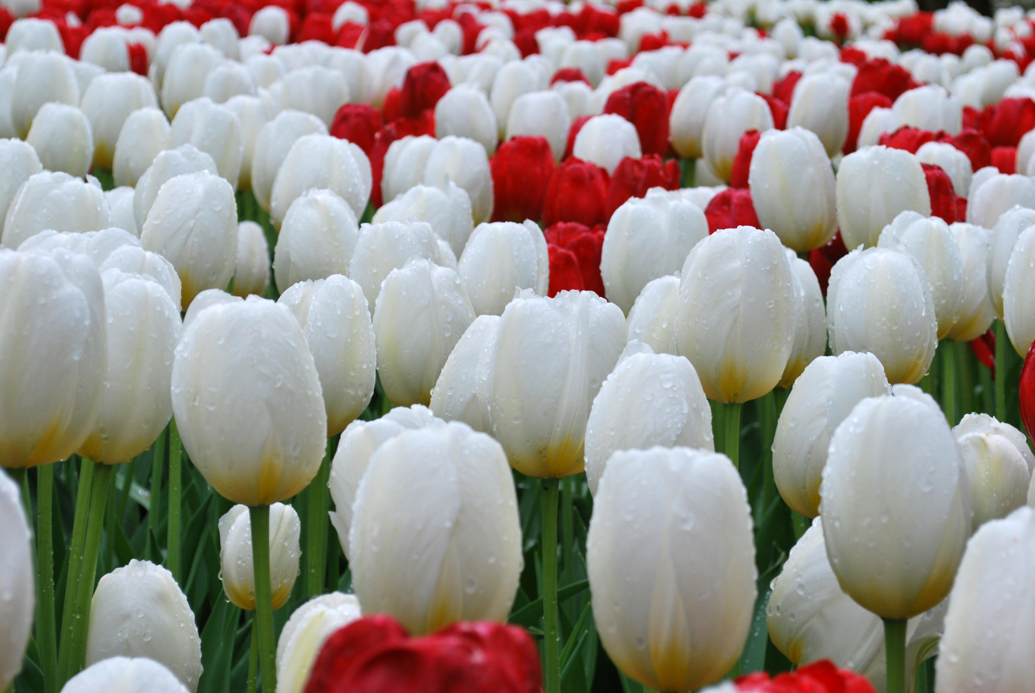 Keukenhof