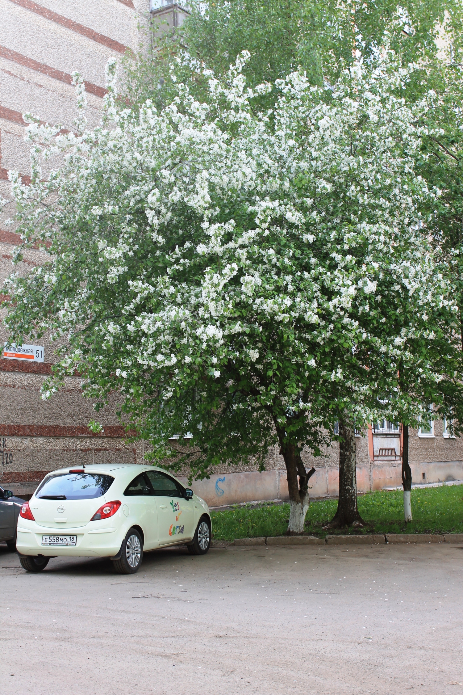 цветение в разгар Жары.