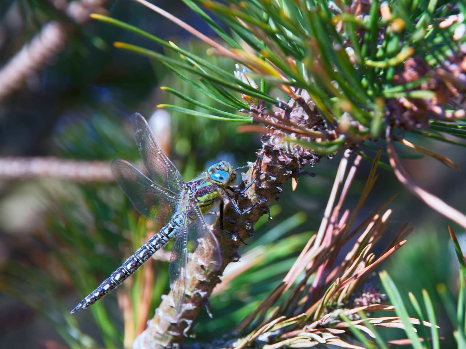 Odonata