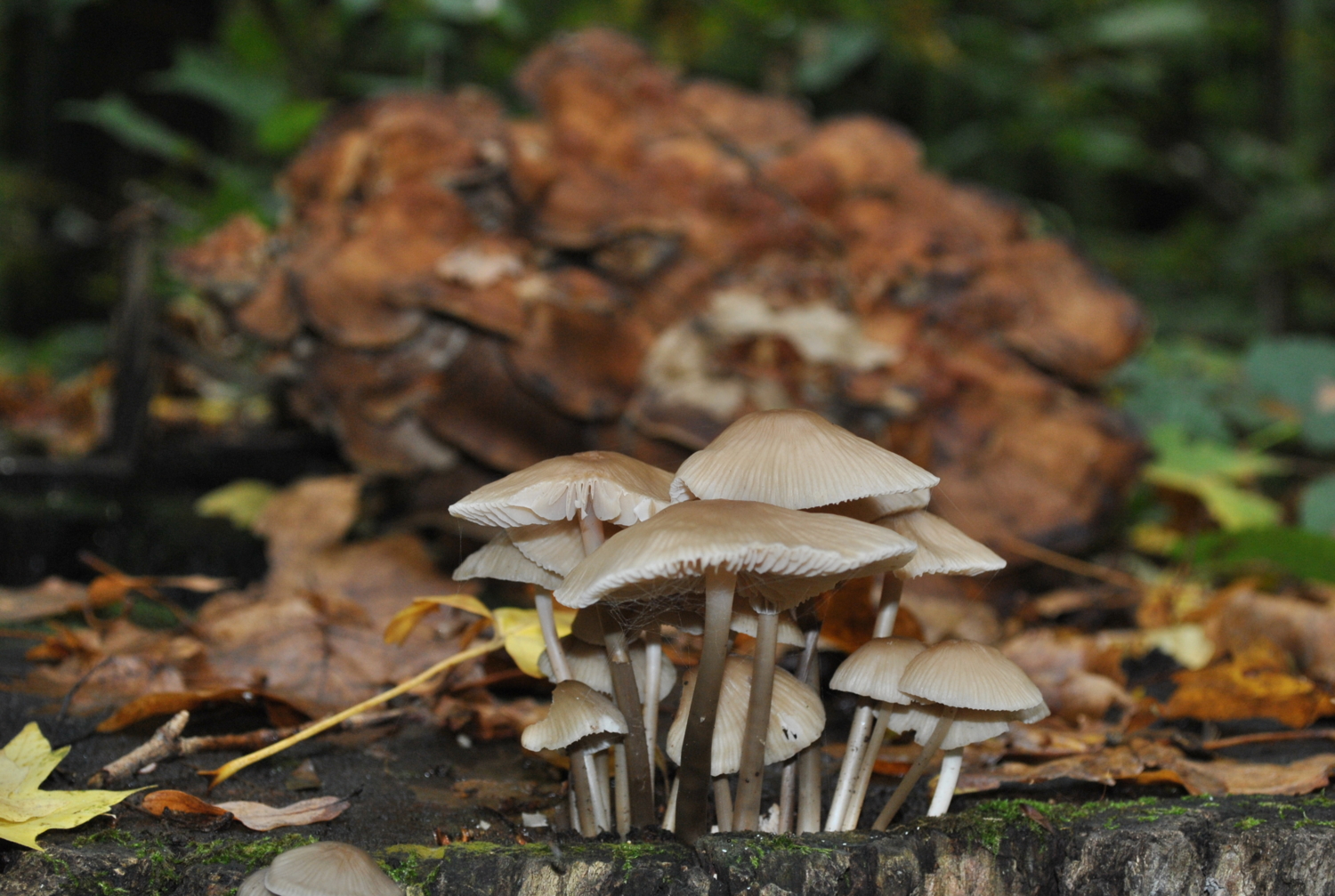 Грибы на фоне грибов