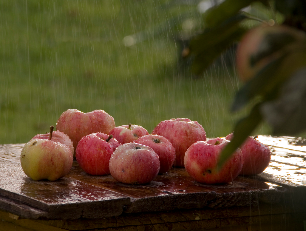 Стучится яблоками осень