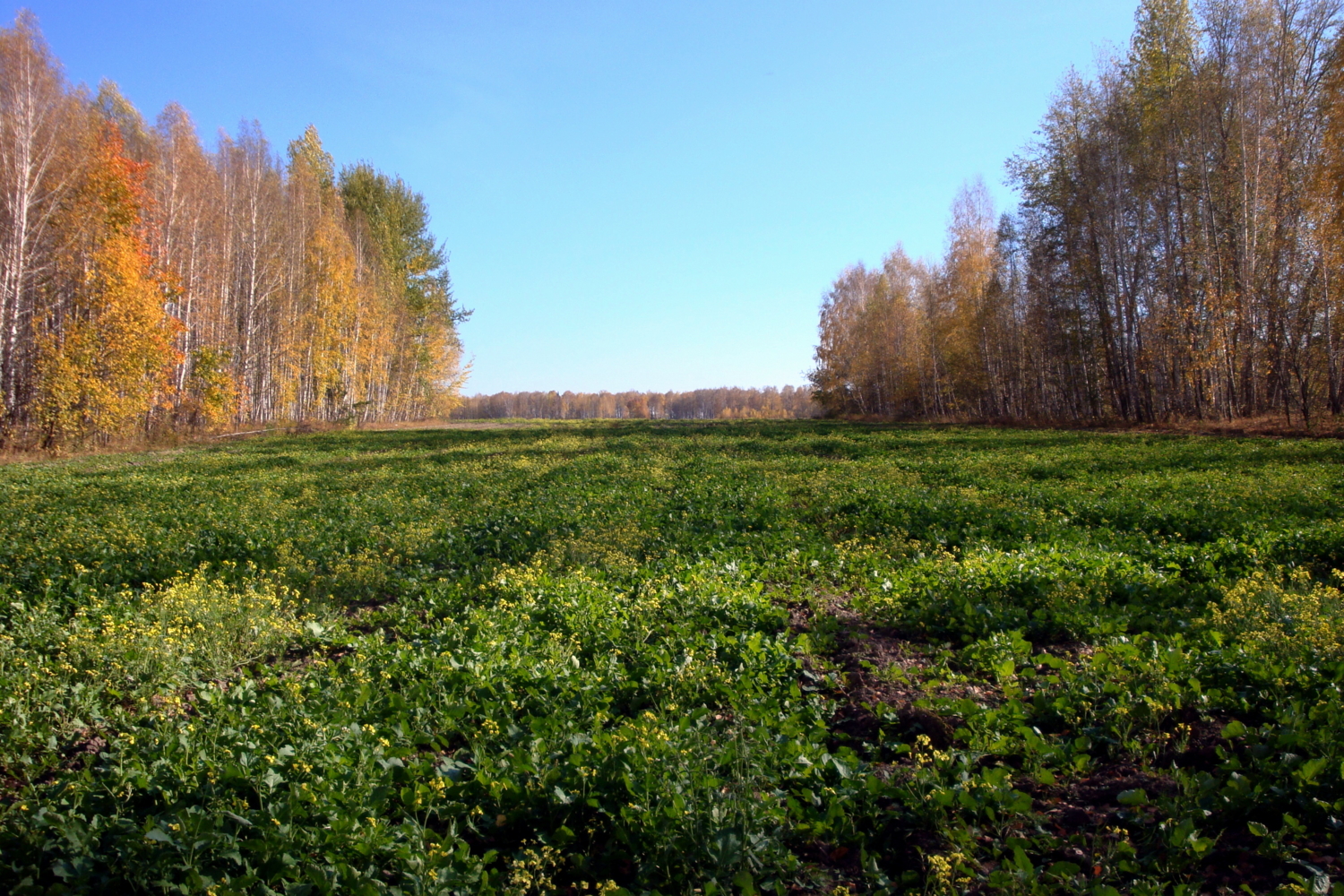 Поле сурепки 