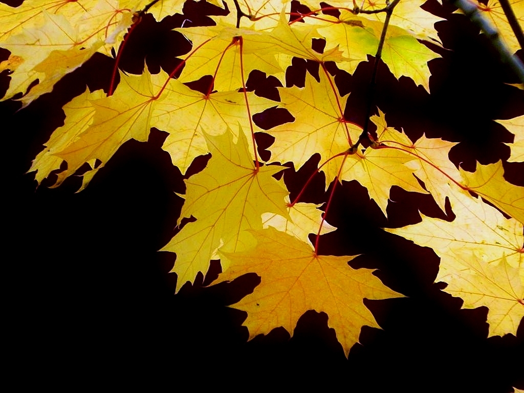 Листья желтые по краям. Осенние листья. Осень листопад. Желтый лист. Желтые листья листопад.
