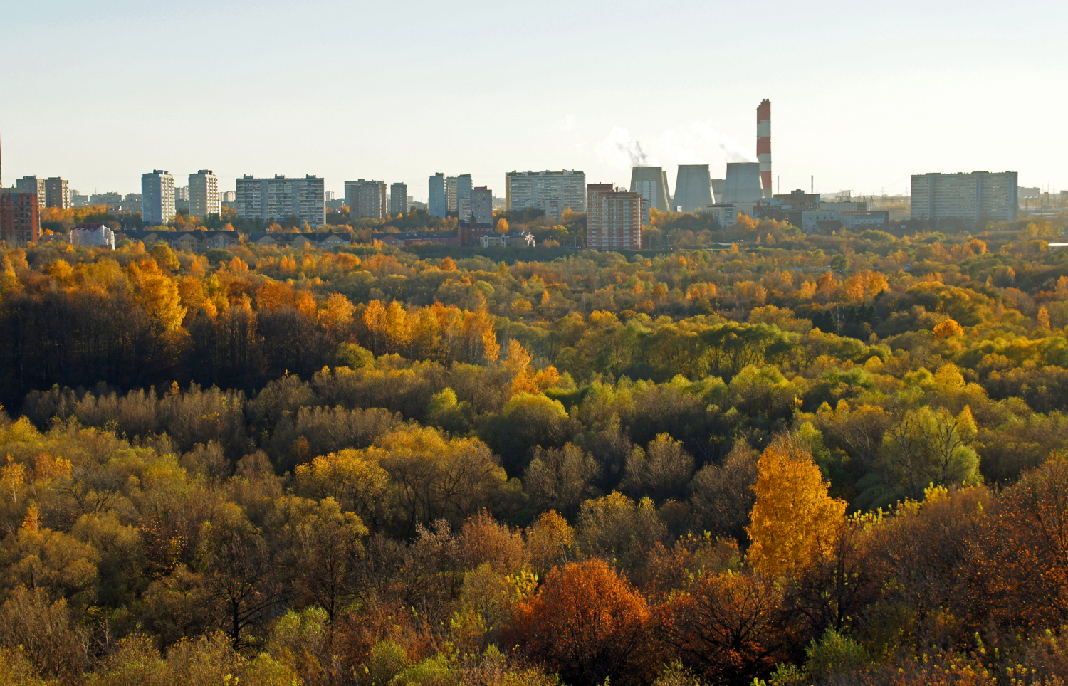 Позолотила