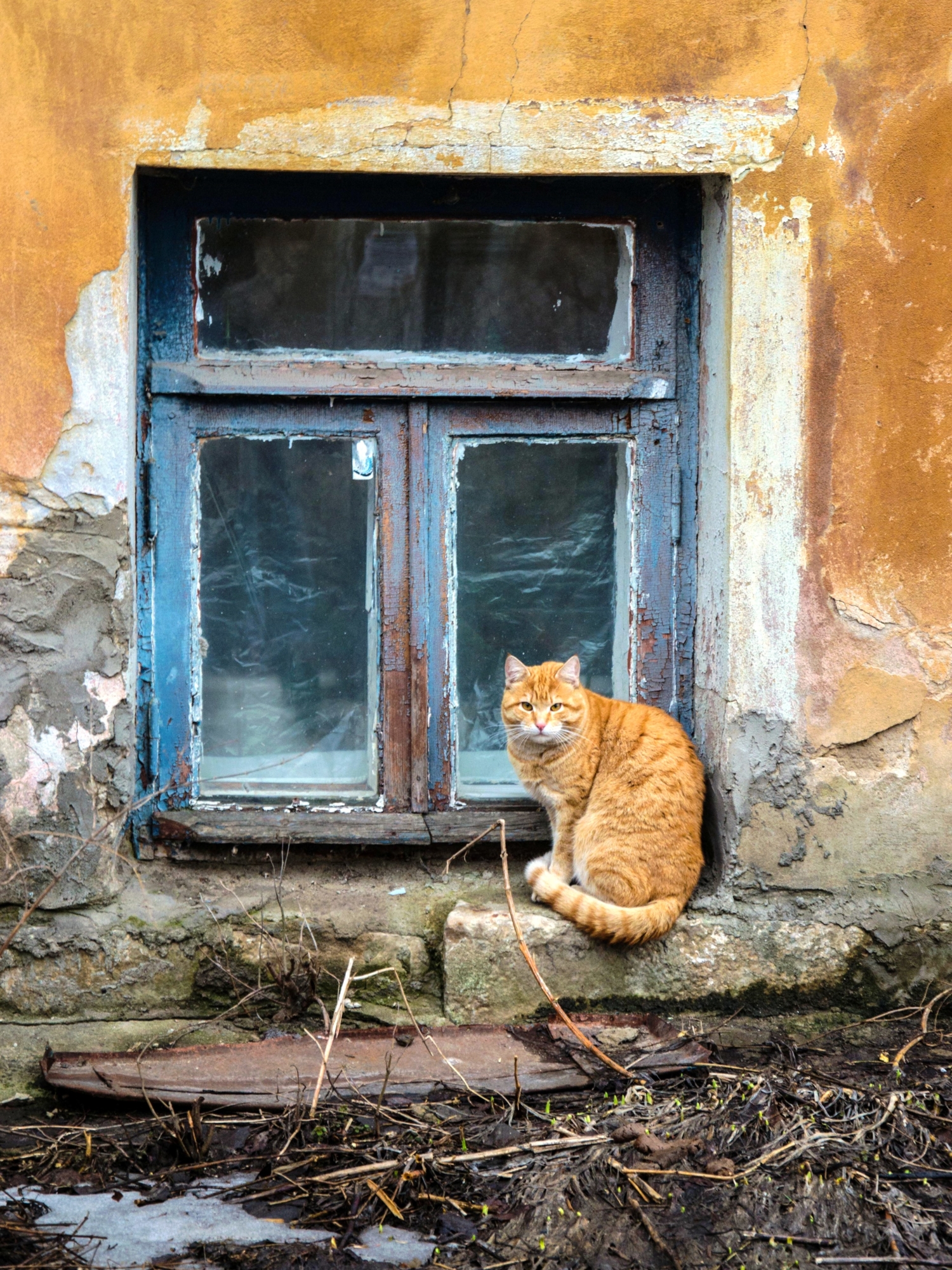 Рыжий кот в старом рыжем доме