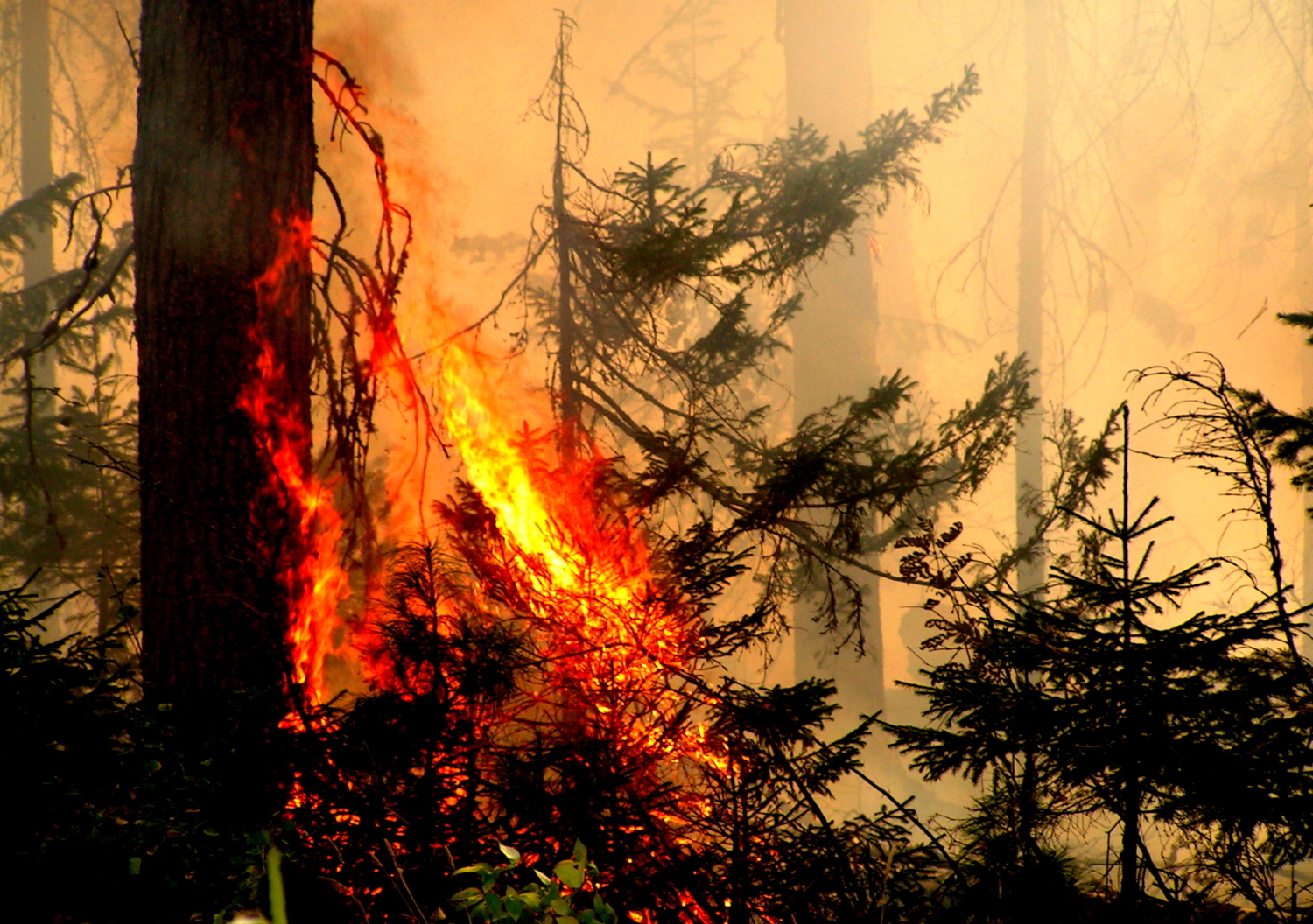 Огни пожарищ. Лесные пожары. Лес в огне. Пожар на природе. Картина пожар в лесу.