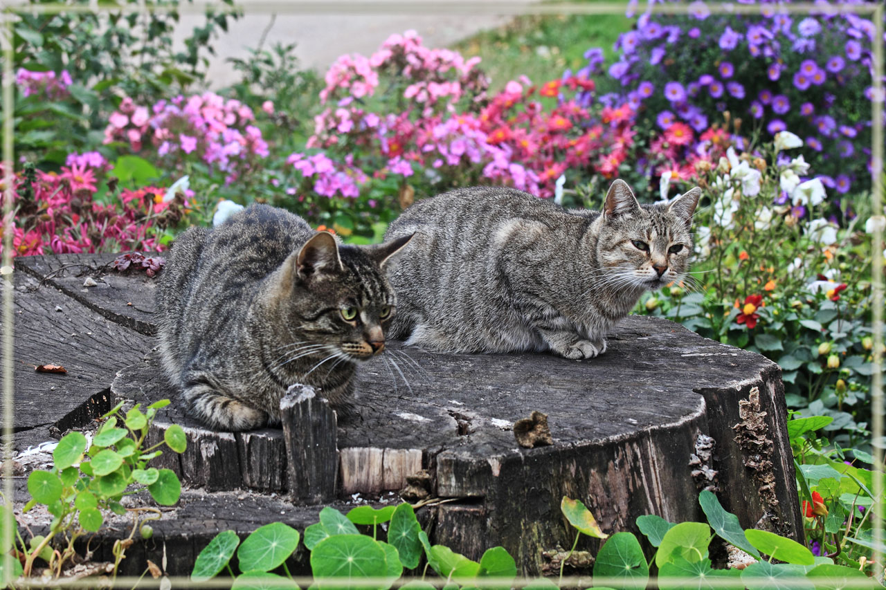 Кошкины посиделки.