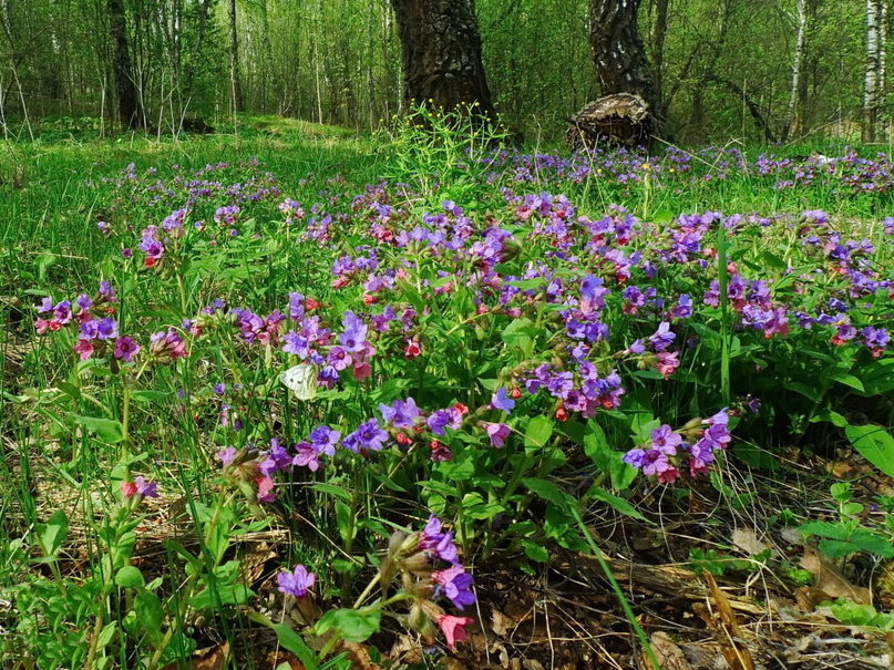 Пень, бабочка, цветочки