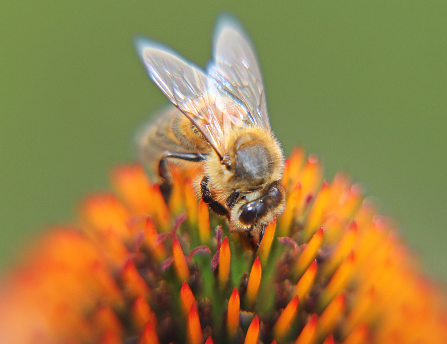 Пчелка на рудбекии