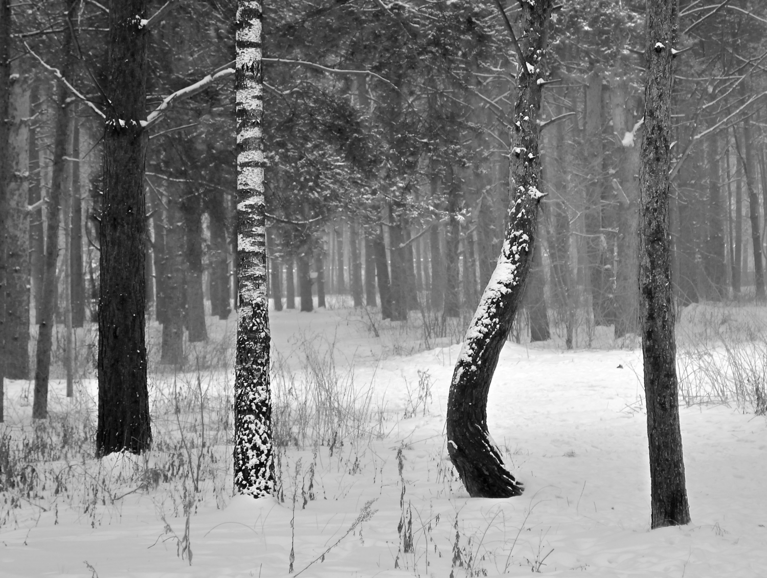 Согбенный, но не сломленный