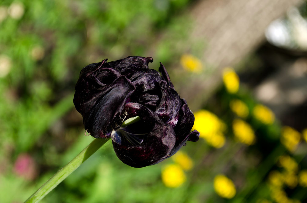 Про черный тюльпан. Черный тюльпан Афган. Черный тюльпан вертолет. Чёрный тюльпан Афганистан. Гете черный тюльпан.