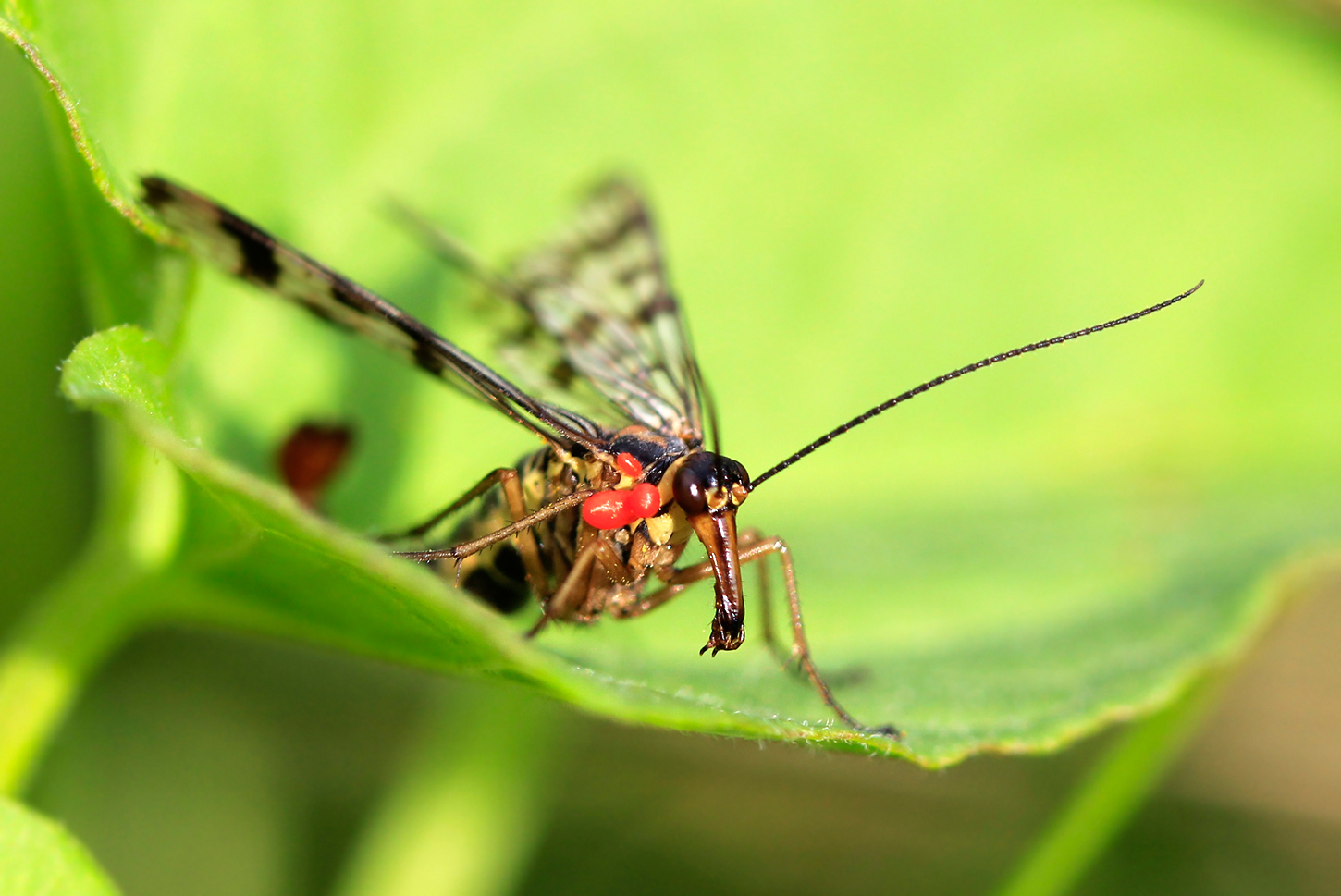 Krokozyabrus Vulgaris