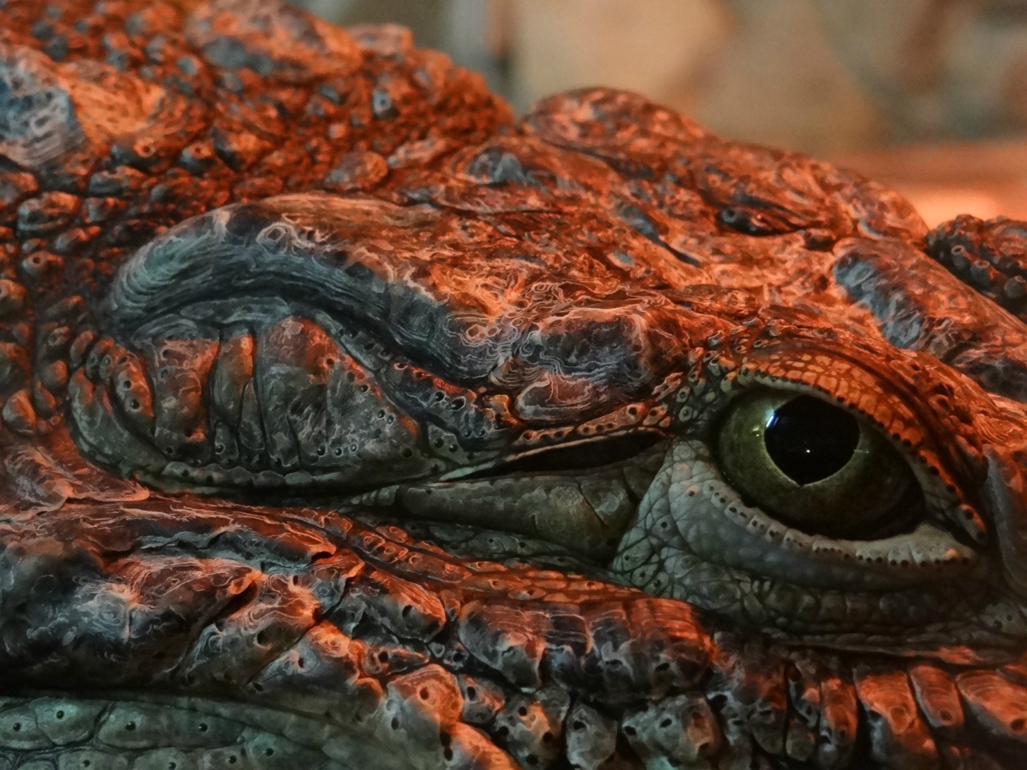 Крокодиловый глаз