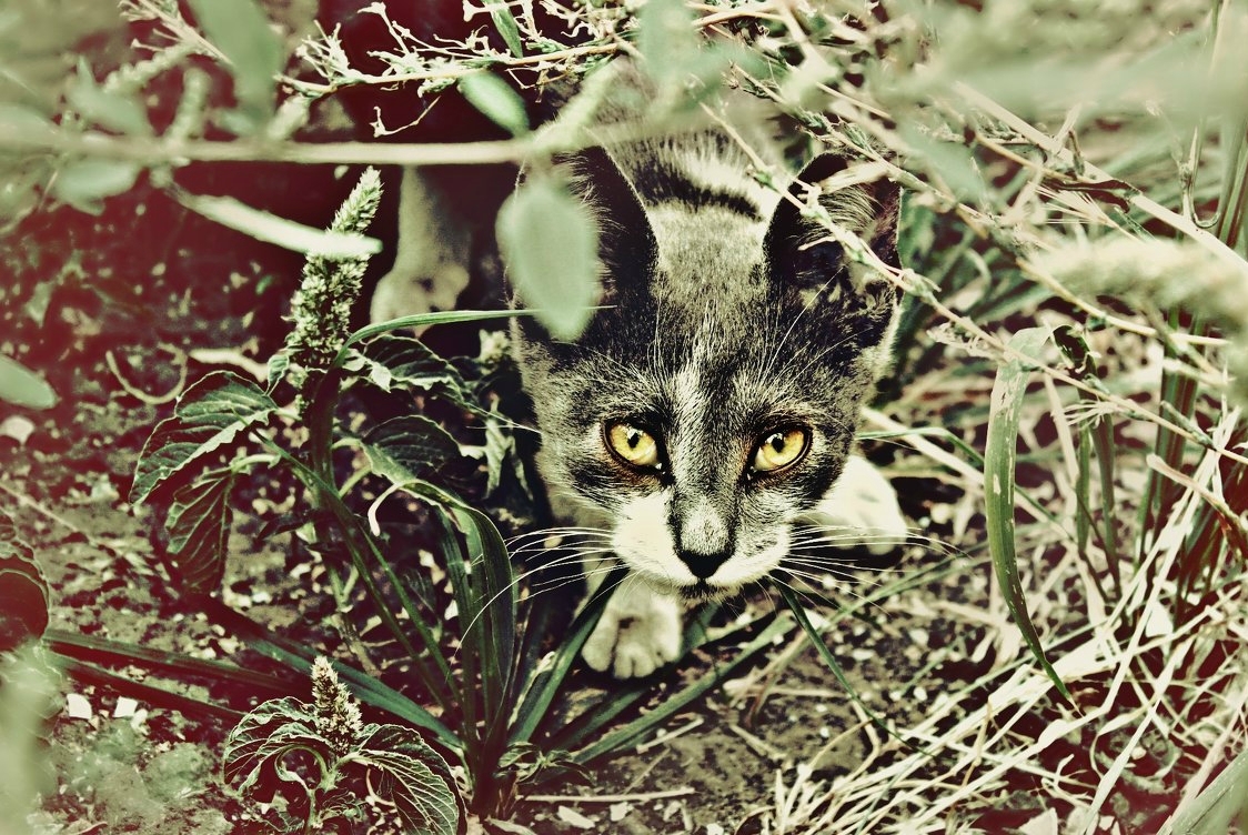 Кошачьи джунгли