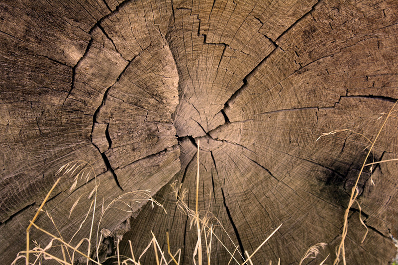 Структура дерева