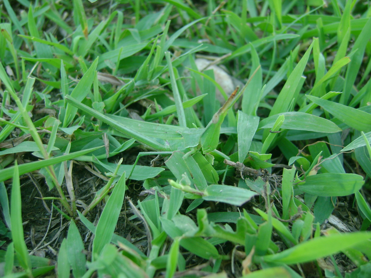 В траве сидел кузнечик