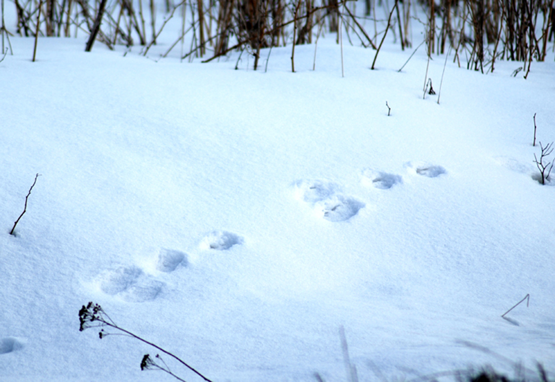 Вид заячьих следов. Следы зайца. Следы на снегу. Заячьи следы на снегу. Следы зайца на снегу.