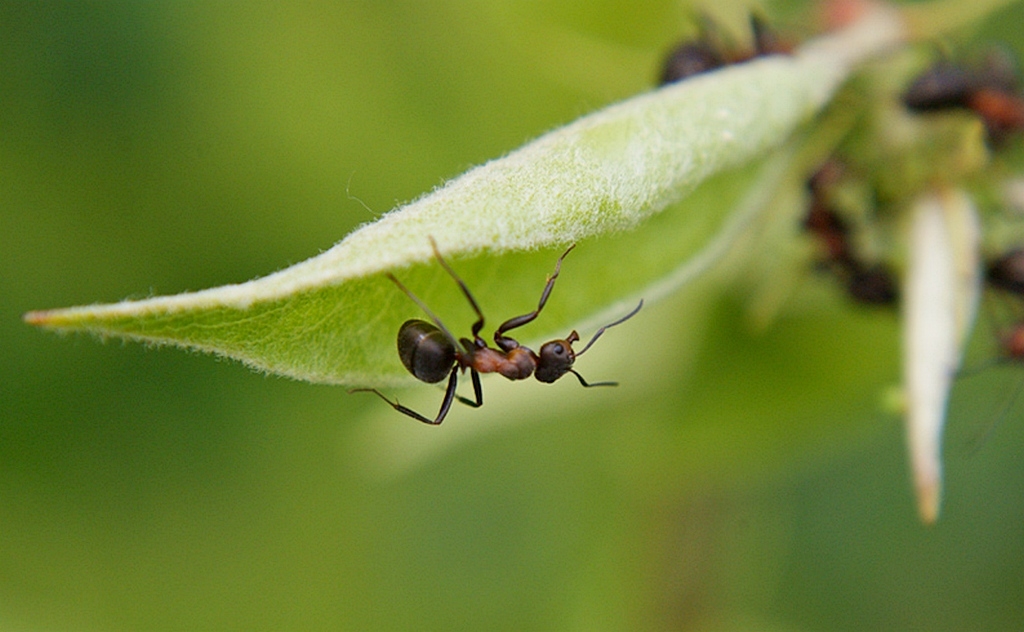Жизнь насекомых тел. Насекомые. Жизнь насекомых. Из жизни насекомых. Жизнь насекомых фото. Фото из жизни букашек.