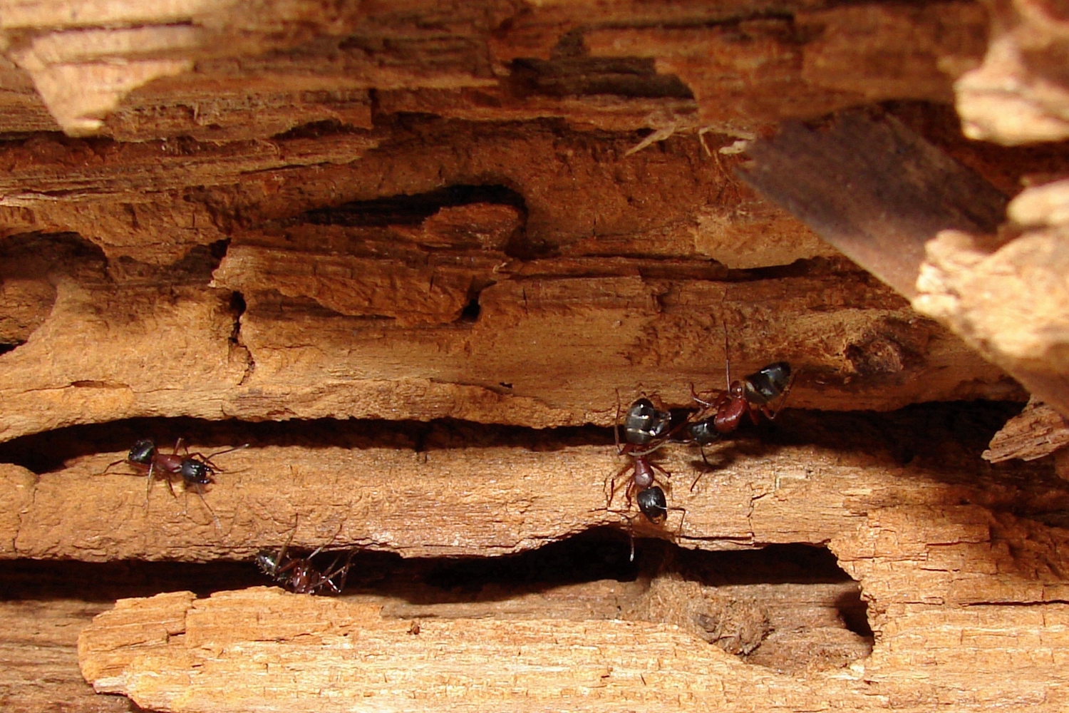 муравьиный гранд-каньон
