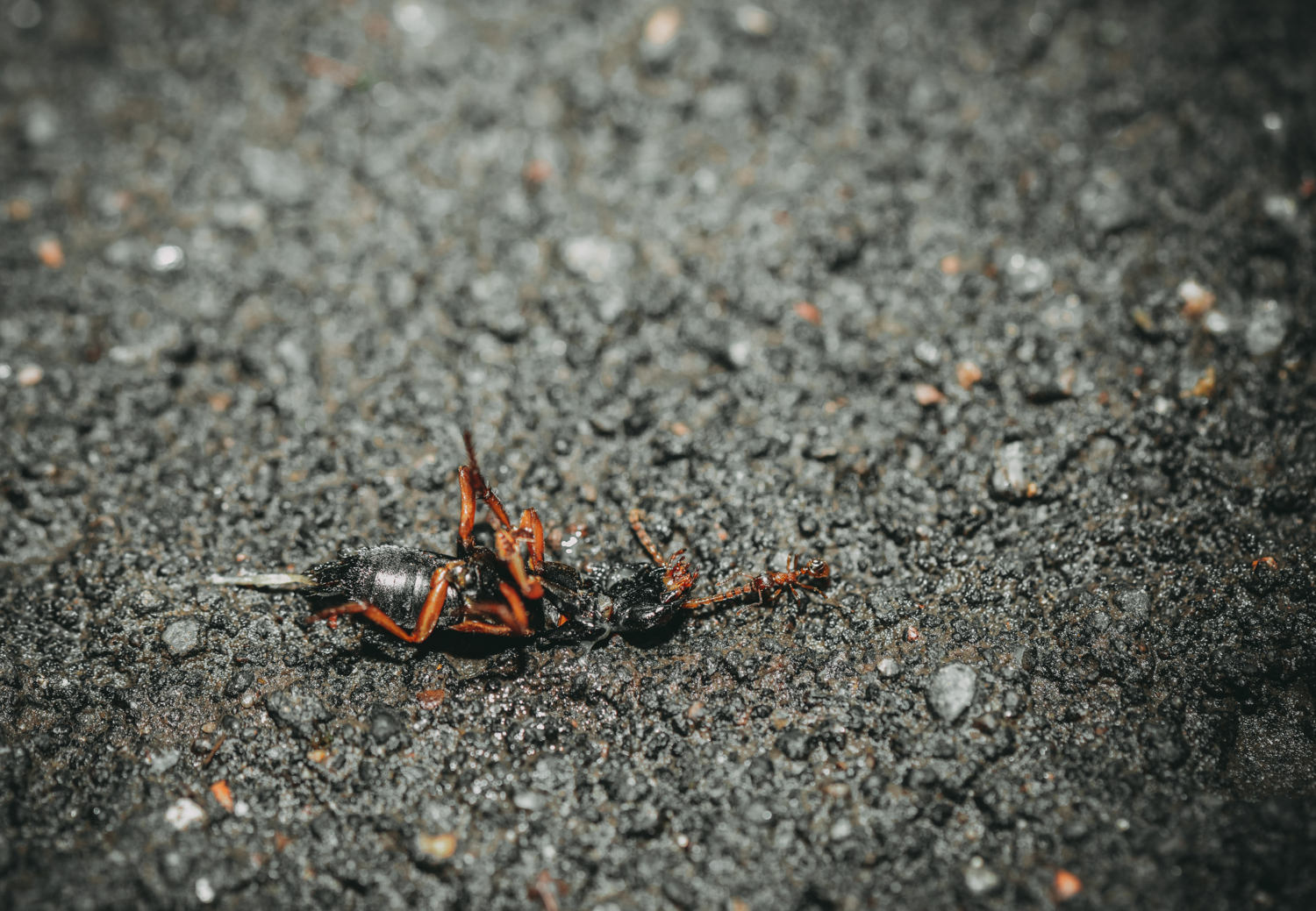 Как муравьишка домой тащил