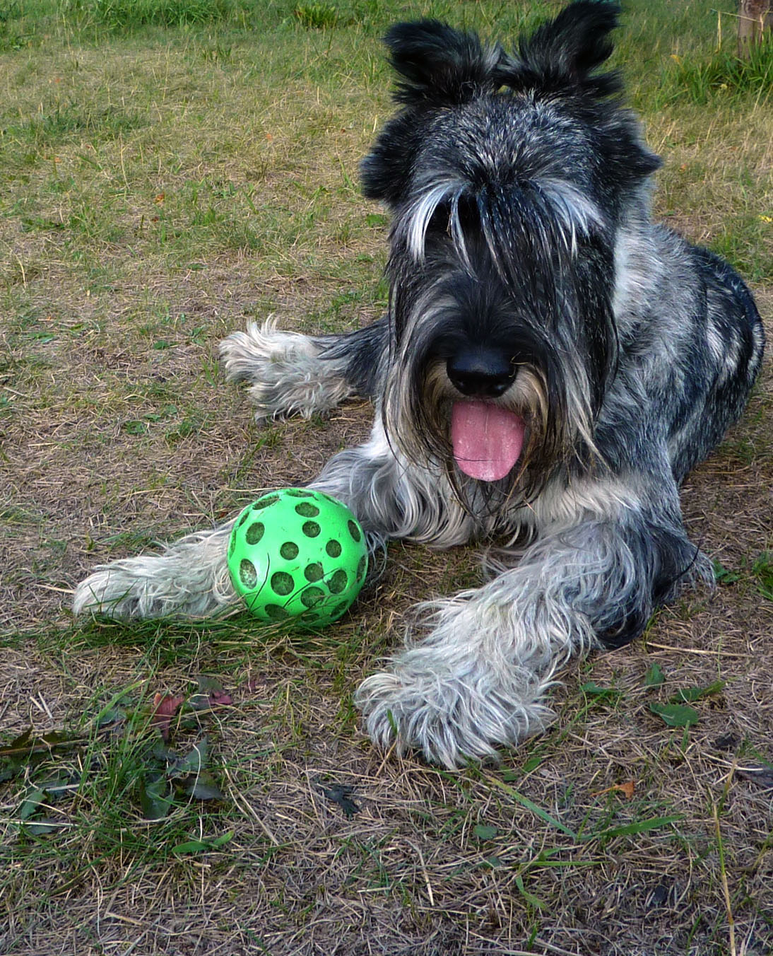 Мяч как форма собачьего счастья