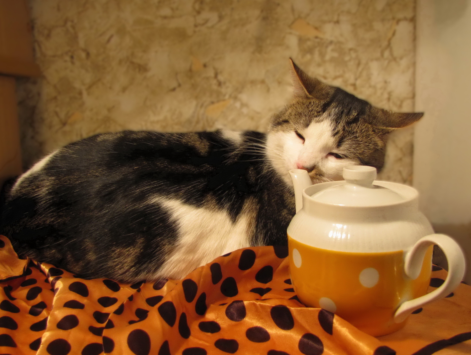 Коту можно чай. Кот и чай. Котик и чай. Котик с чаем. Чаепитие с котом.
