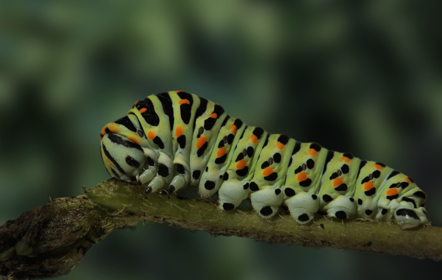 Гусеница Papilio machaon