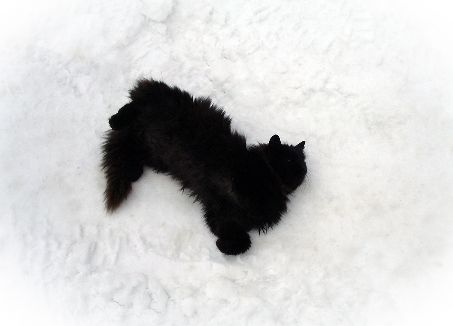 Черная клякса на белом снегу