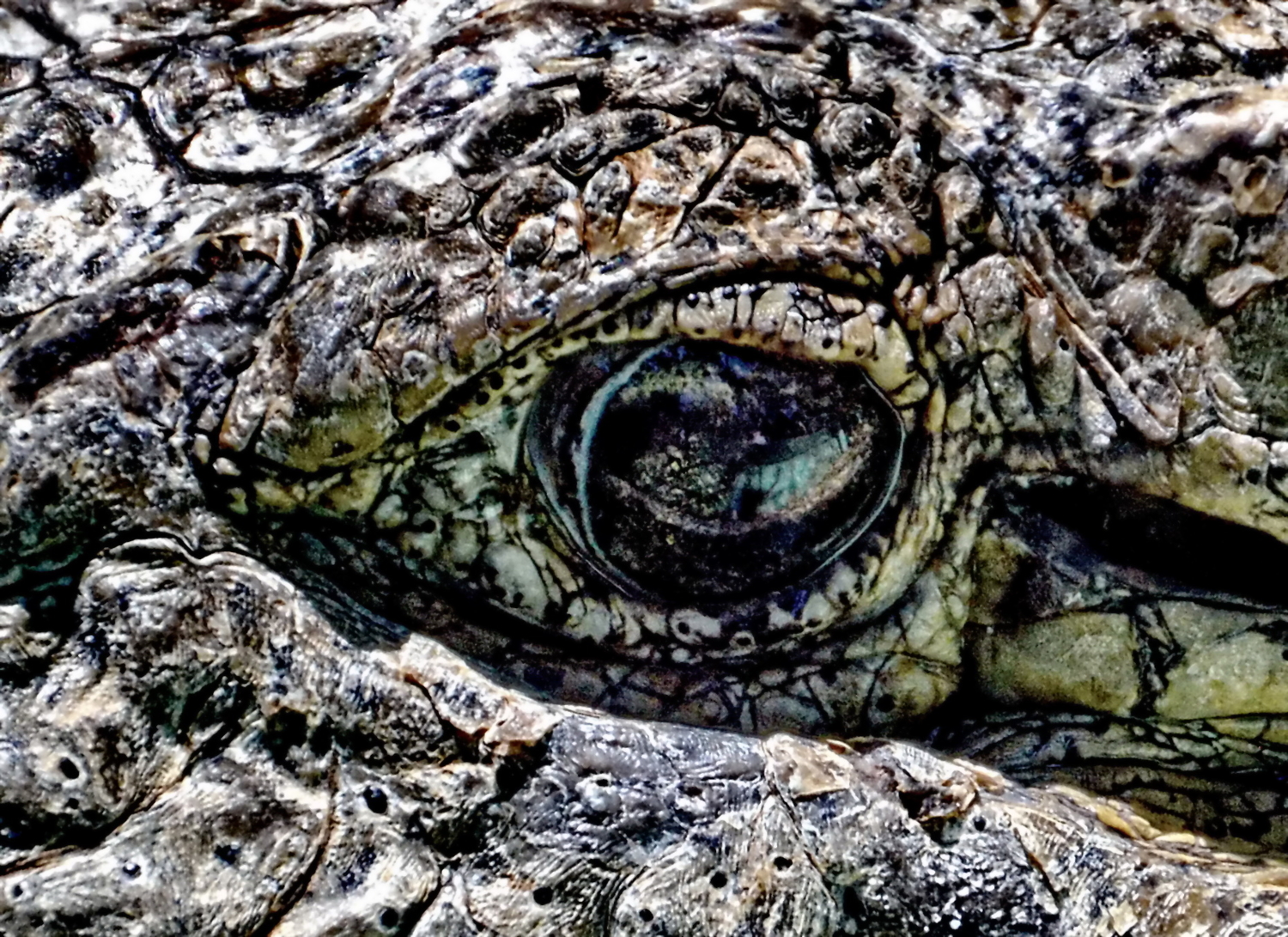 Взгляд крокодила