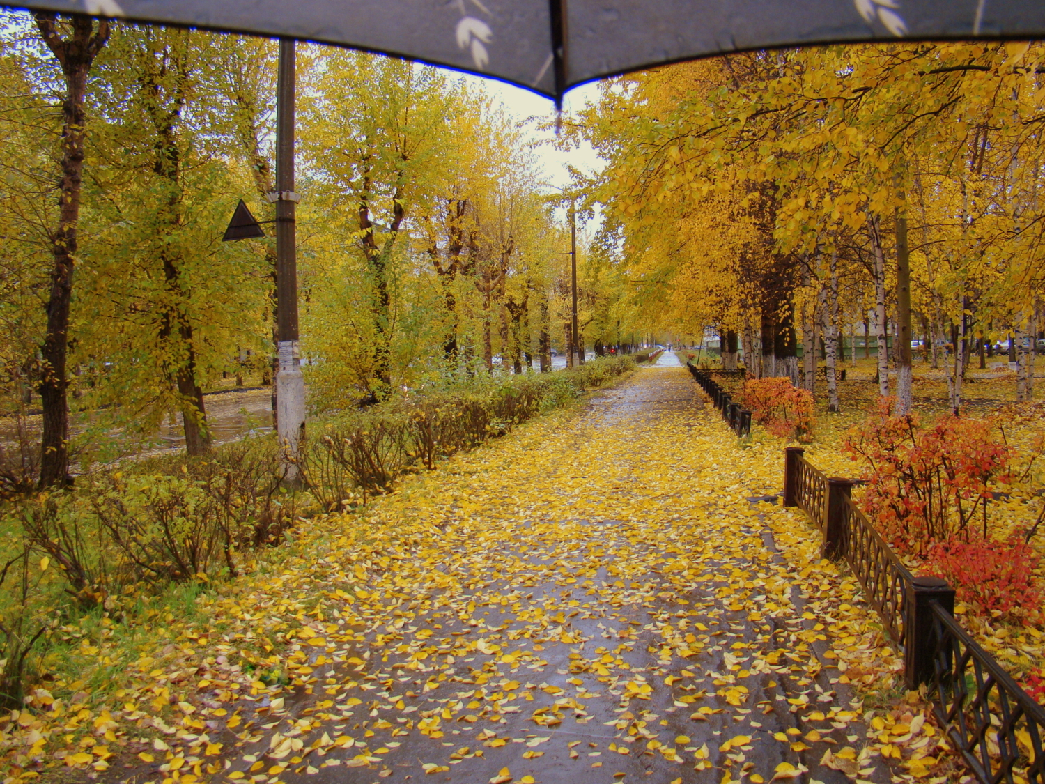 Прогулка под дождем и листопадом