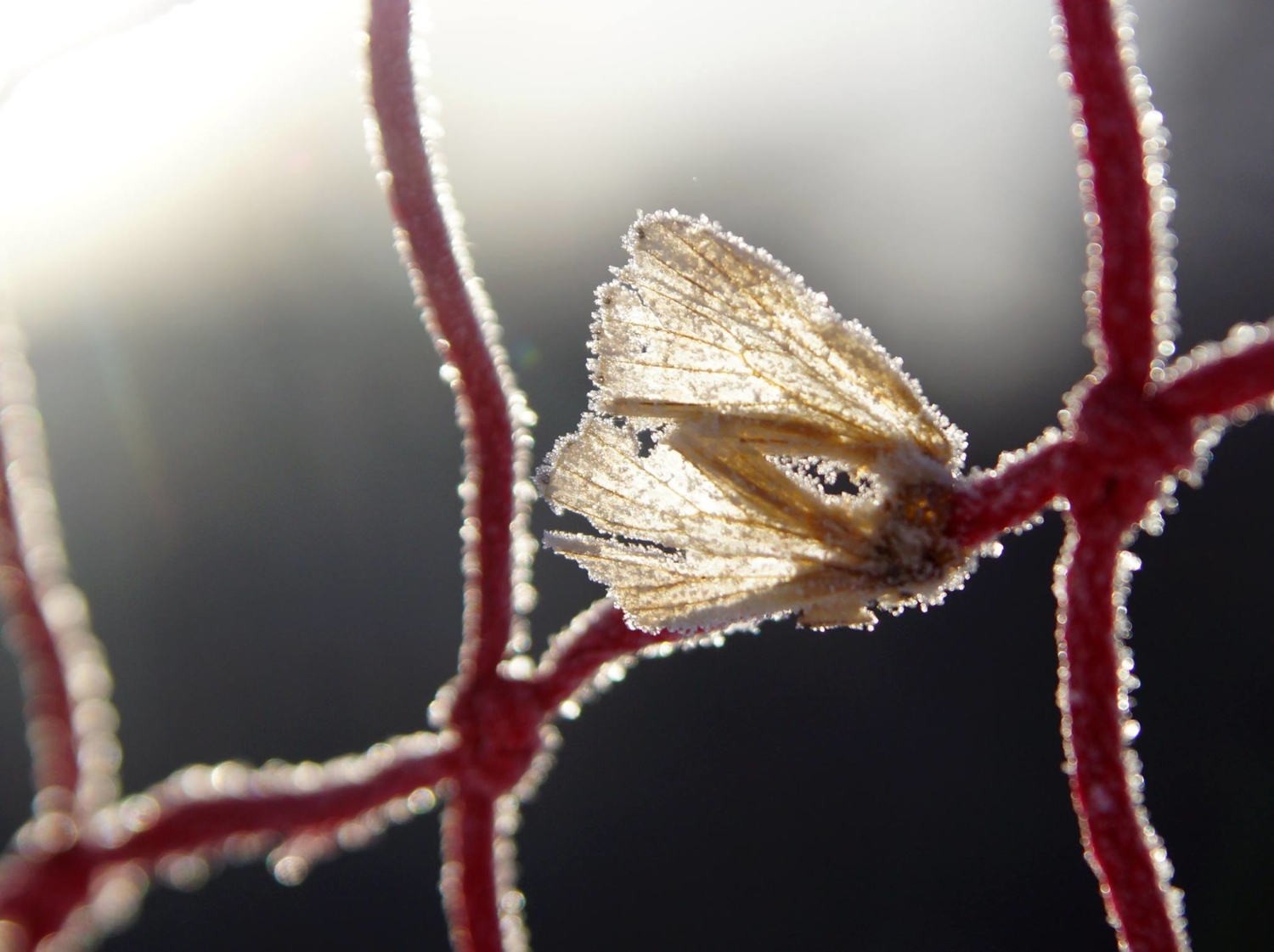 Зимняя бабочка
