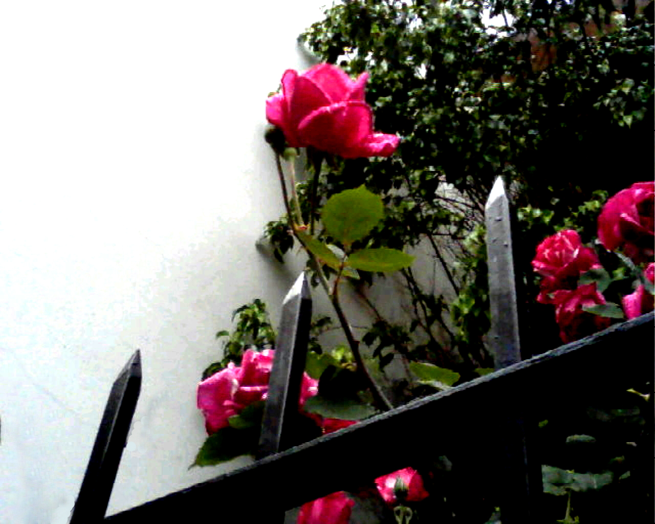 Розы убегают из сада