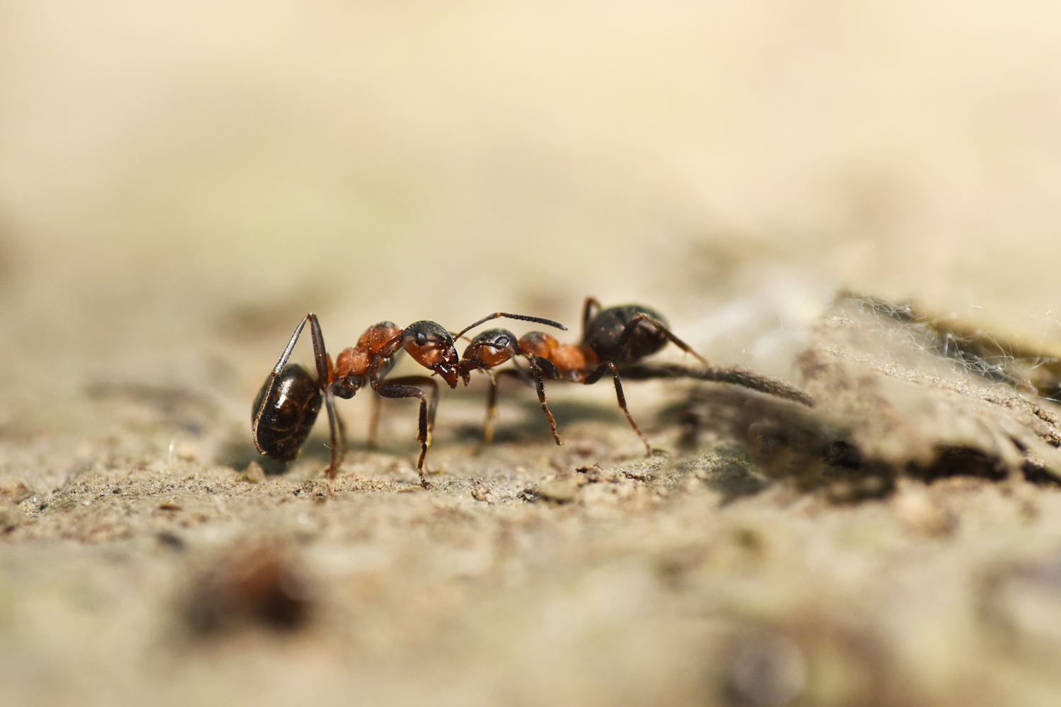 Битва муравьев