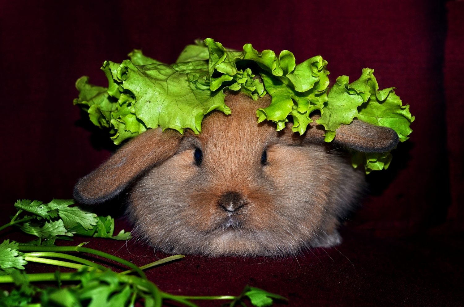 Кролик свежий  под салатом