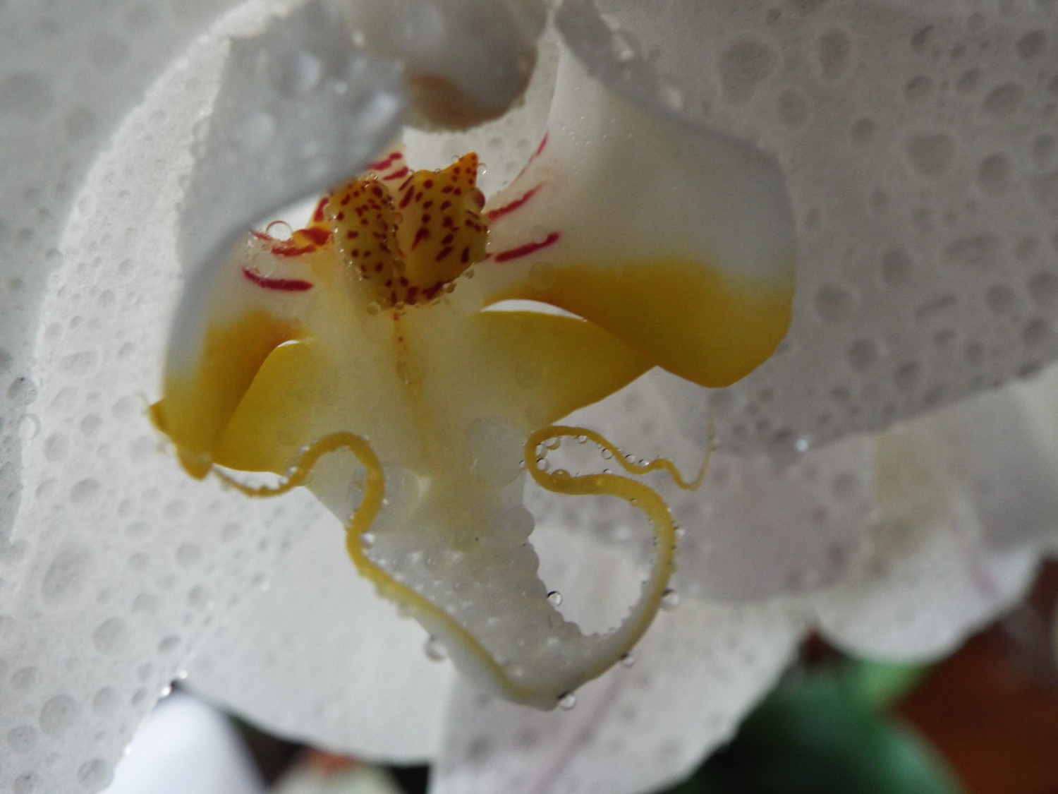 орхидня