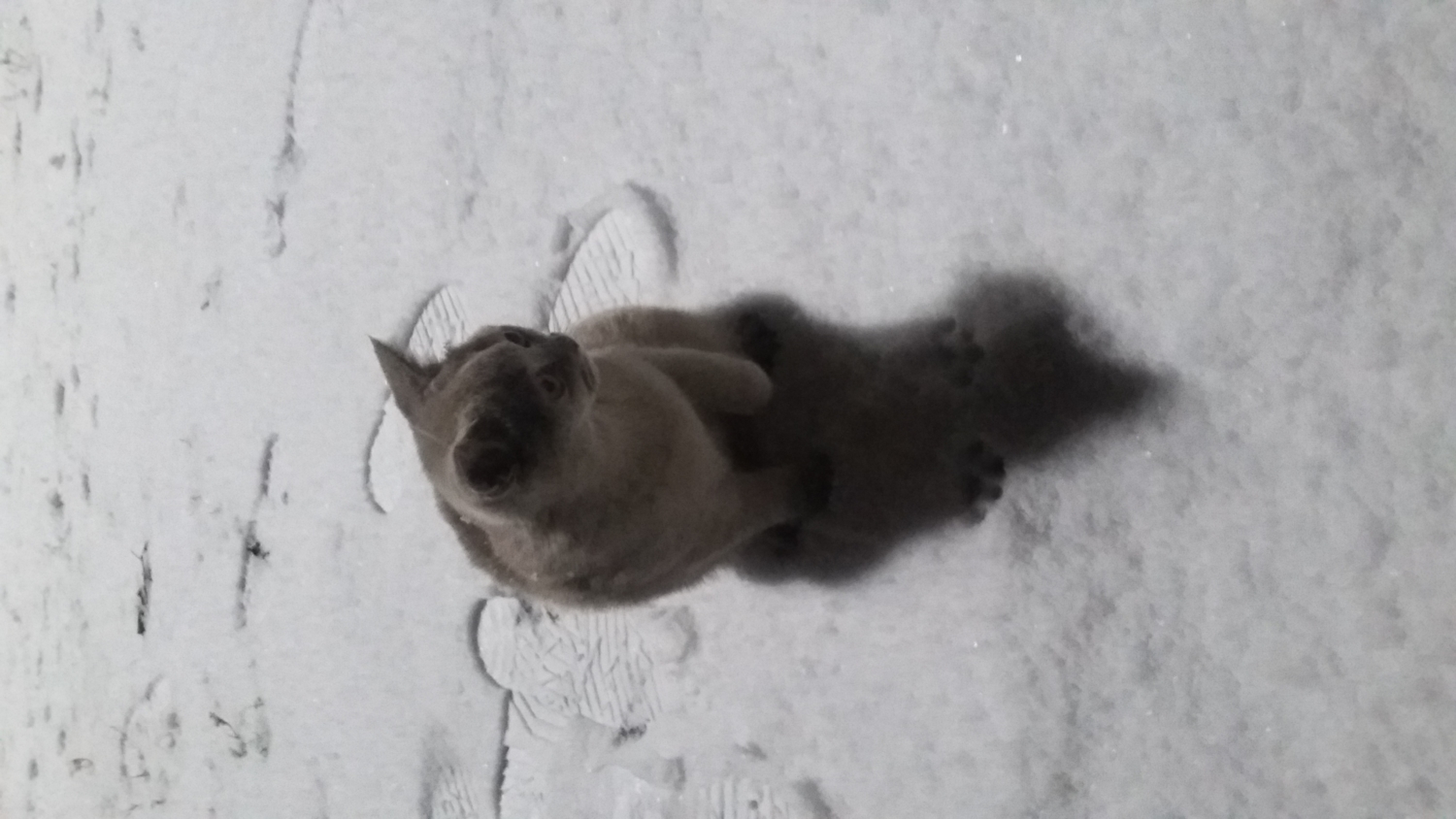Пушистый комочек на снегу