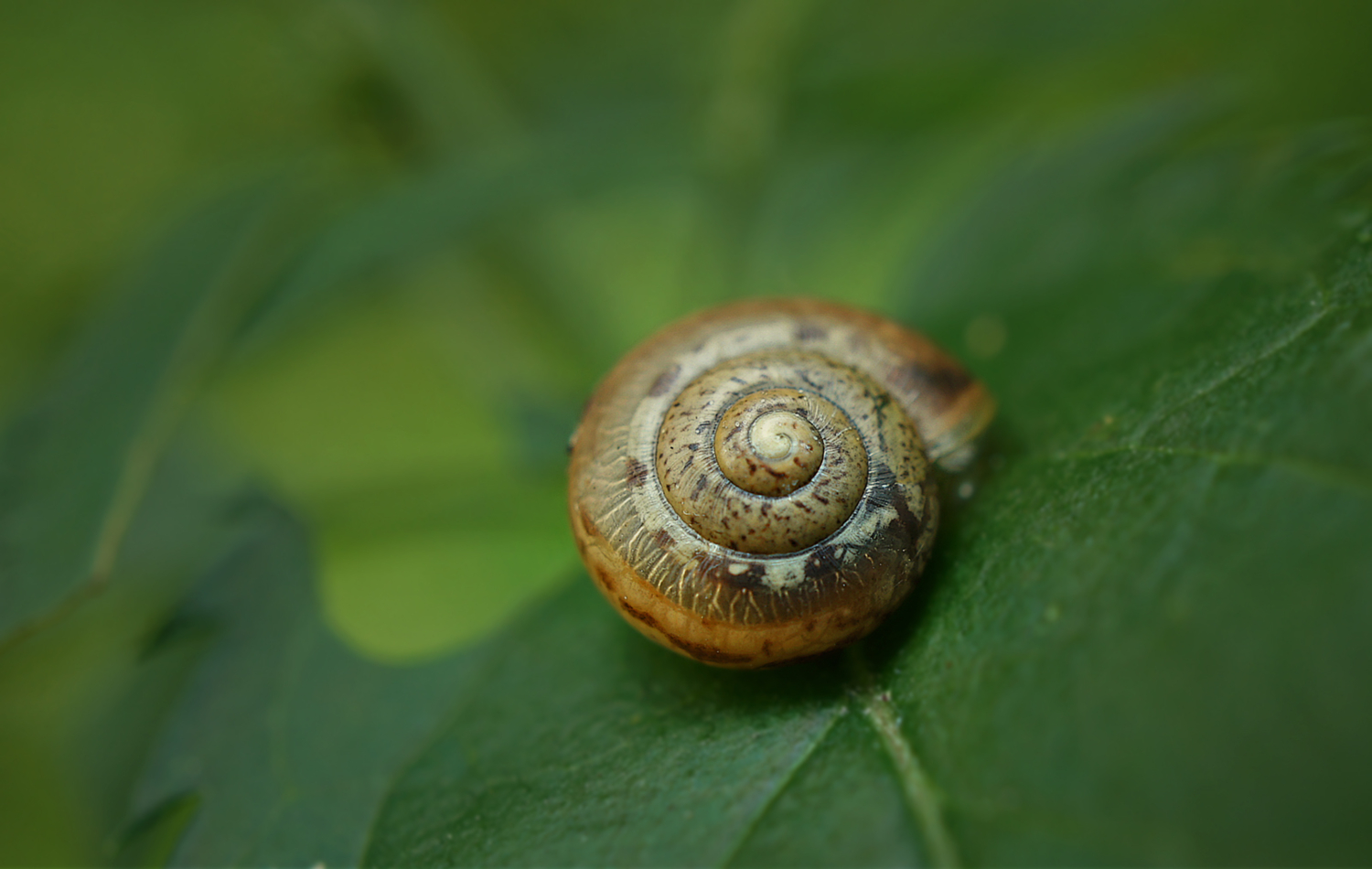 Пёстренькая