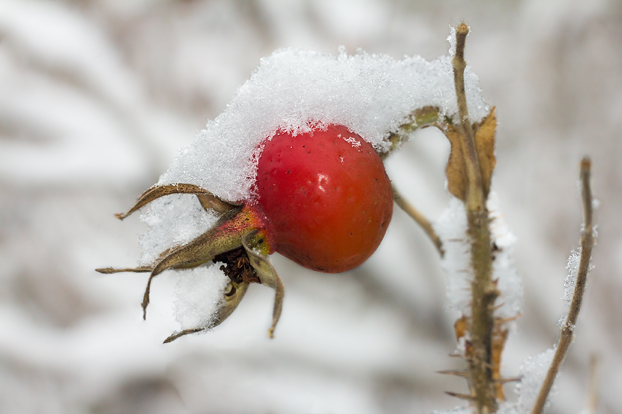 Зимняя ягода