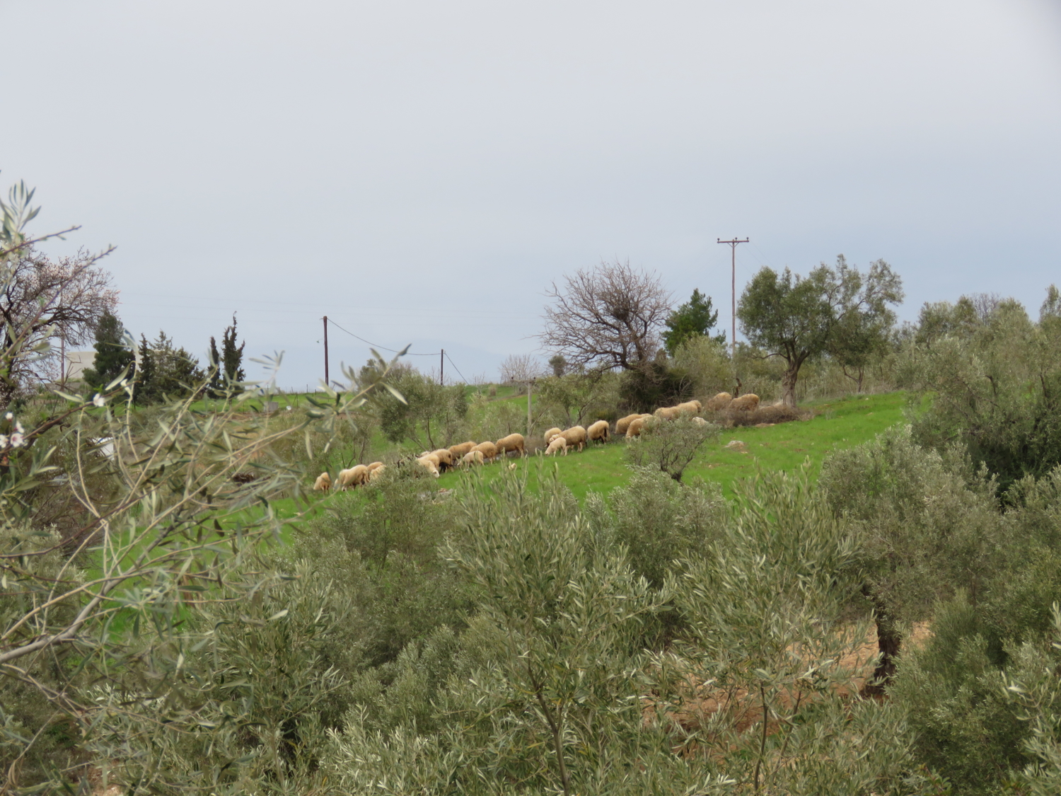 Пастбище в оливковой роще