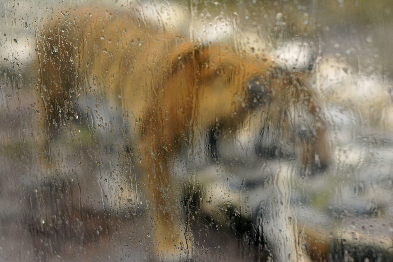 Как тигры живут в дождь