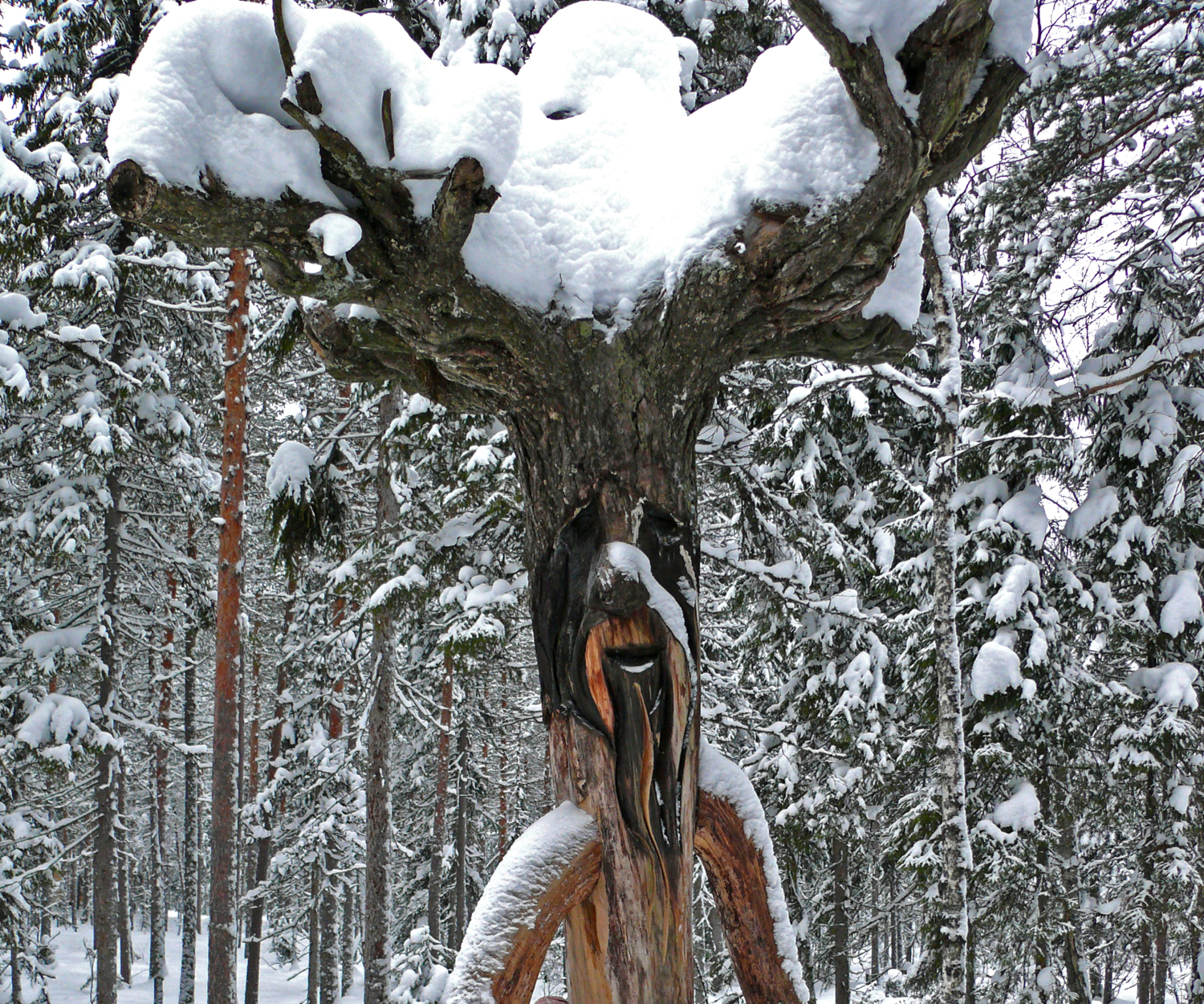 Портрет хозяина леса