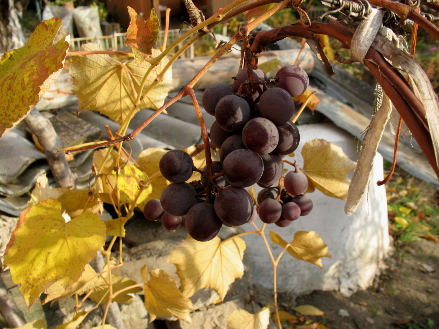 Осень виноградная.