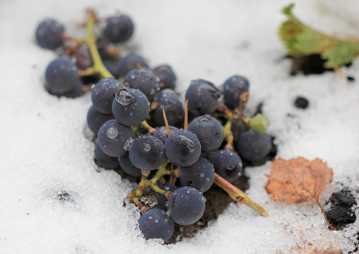 ветка винограда в снег упала....