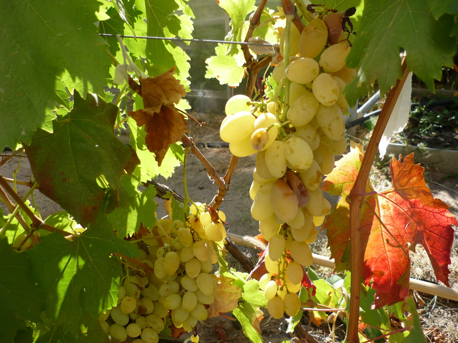 Виноград и Осень