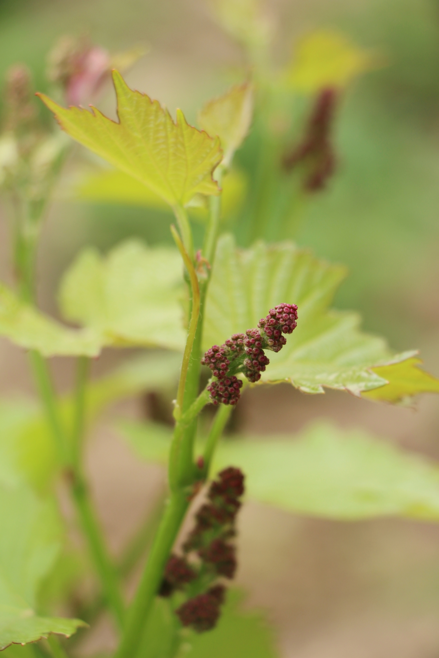 Виноградная грозь весной