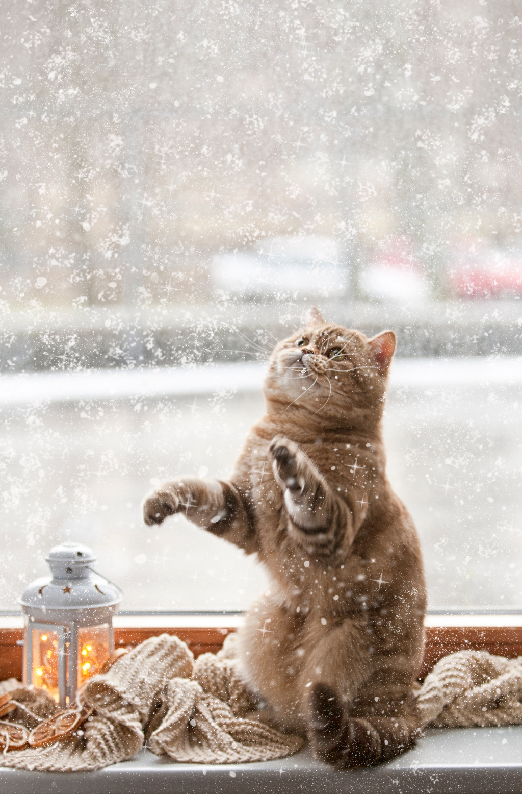 Доброе утро хорошего снег. Доброе зимнее утро. Снежное утро. Зимнее настроение. Зимний кот.