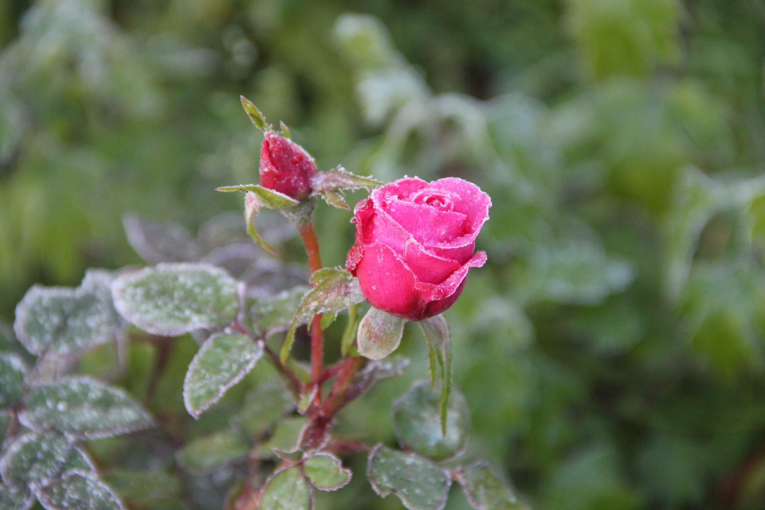 роза на морозе
