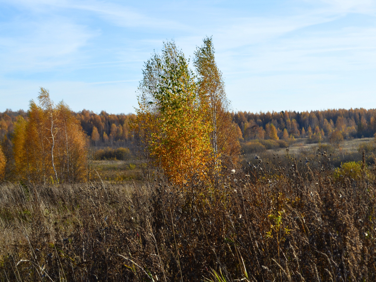 Осеннее золото